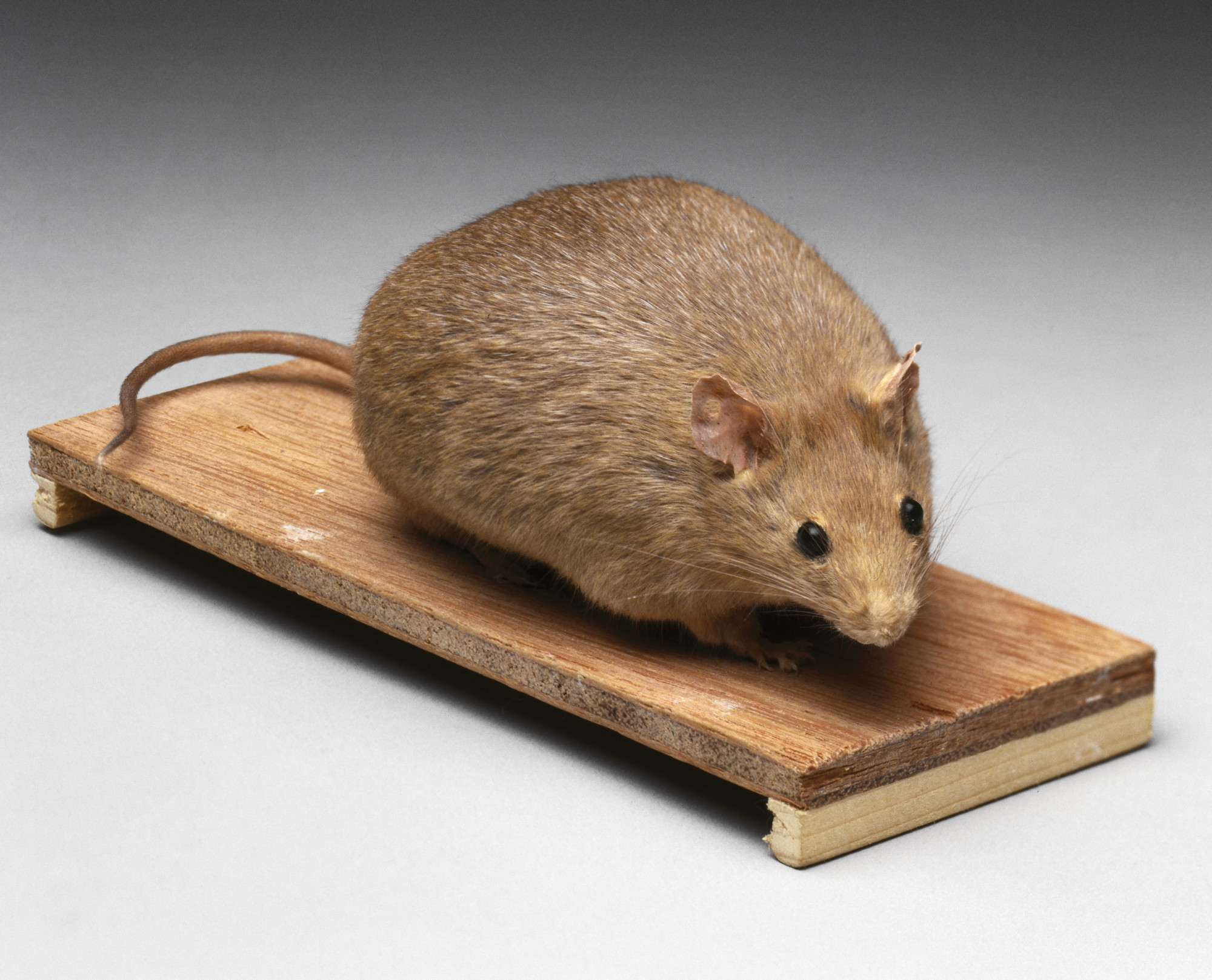 Egerekben már megfordítja az elhízás folyamatát egy új kísérleti gyógyszer