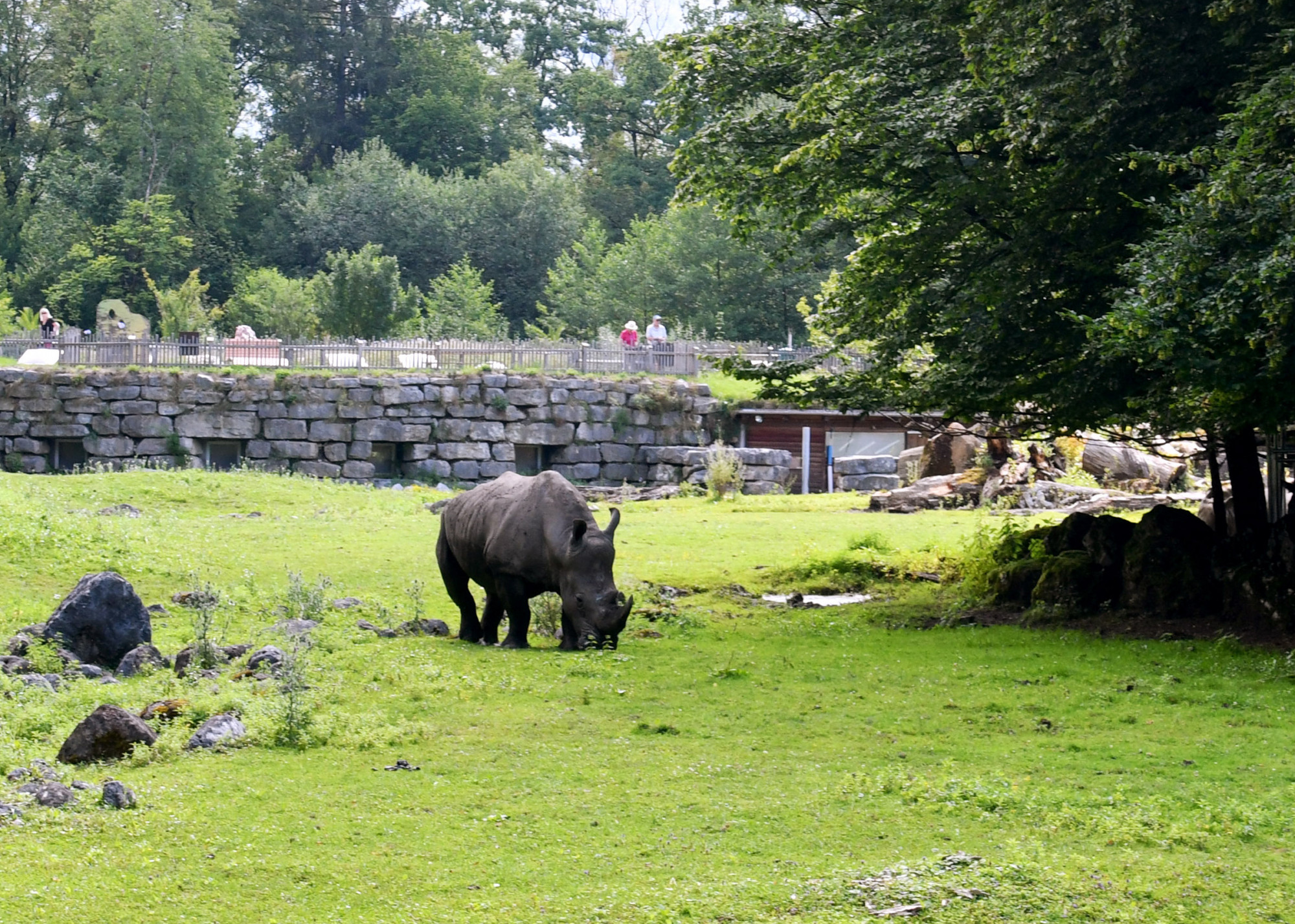 Jeti, a salzburgi állatkert orrszarvúja megölte a gondozóját