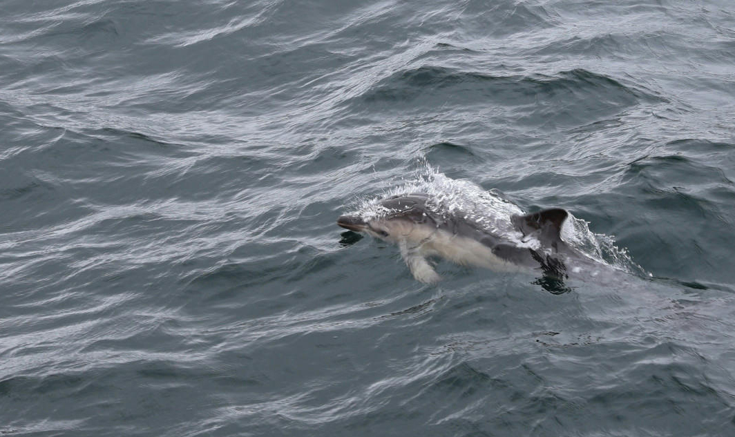 Írországban láttuk, hogyan próbálják megkímélni a bálnákat és a delfineket a hajók által keltett zajoktól