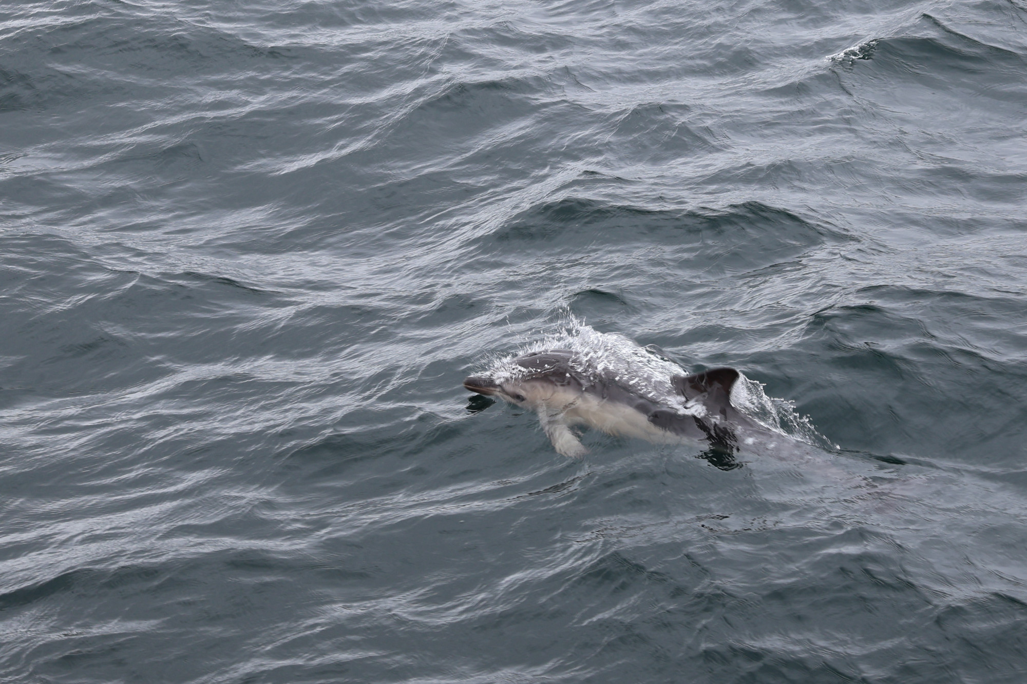 Közönséges delfin, ami a hajó keltette hullámokban ugrál
