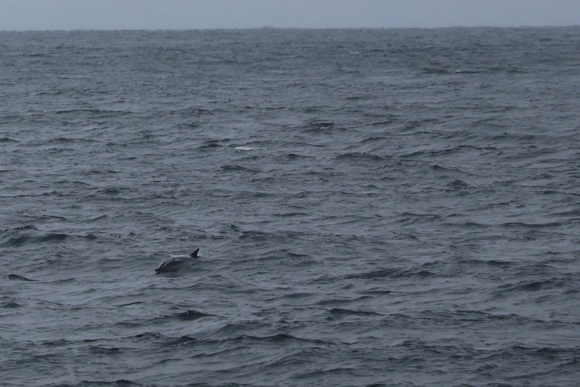 Palackorrú delfin Írország partjainál