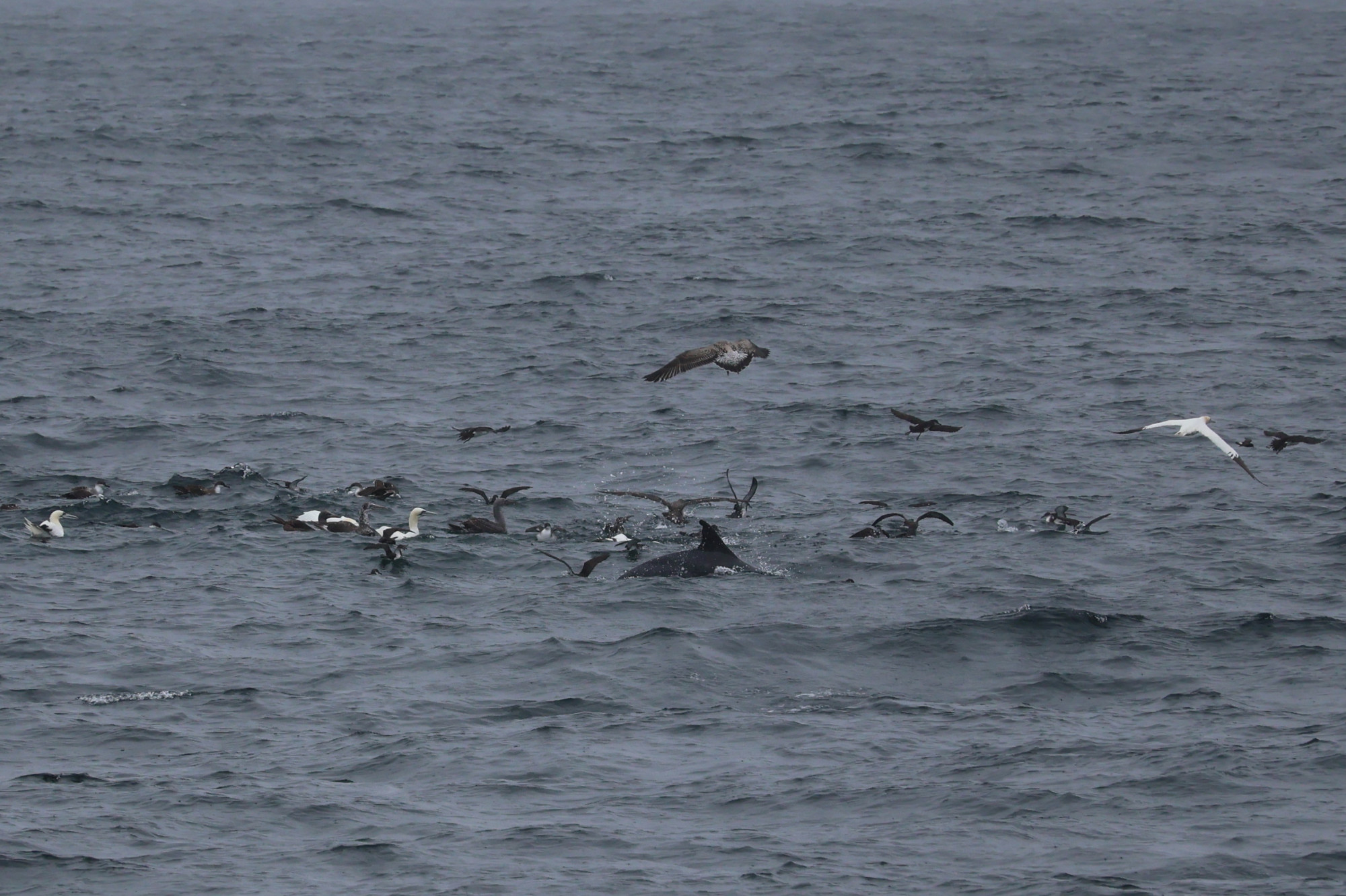 Ahol sok a hal, ott sok a tengeri madár is, és előbb-utóbb felbukkannak a halakkal táplálkozó bálnák is. A képen egy csukabálna uszonya látható.