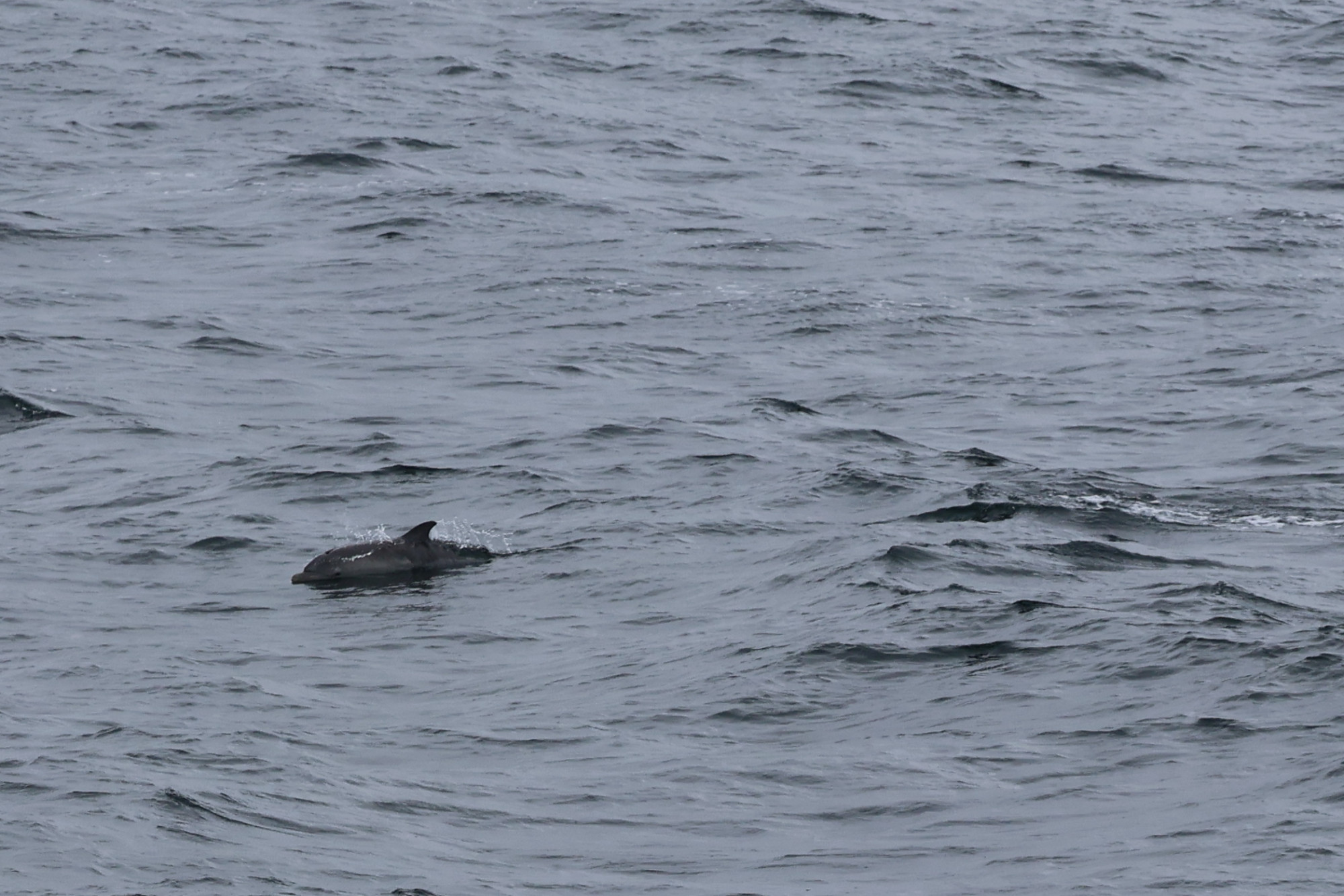 Szórakozásból bántalmazhatják a lamantinborjakat a palackorrú delfinek