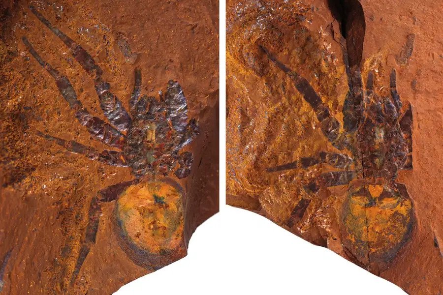Amazingly intact spider fossils have been found in Australia