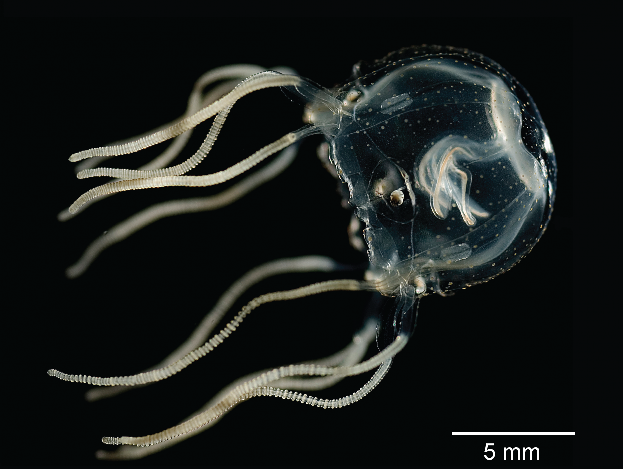 Agy nélkül is bámulatosan tanulékonyak a medúzák