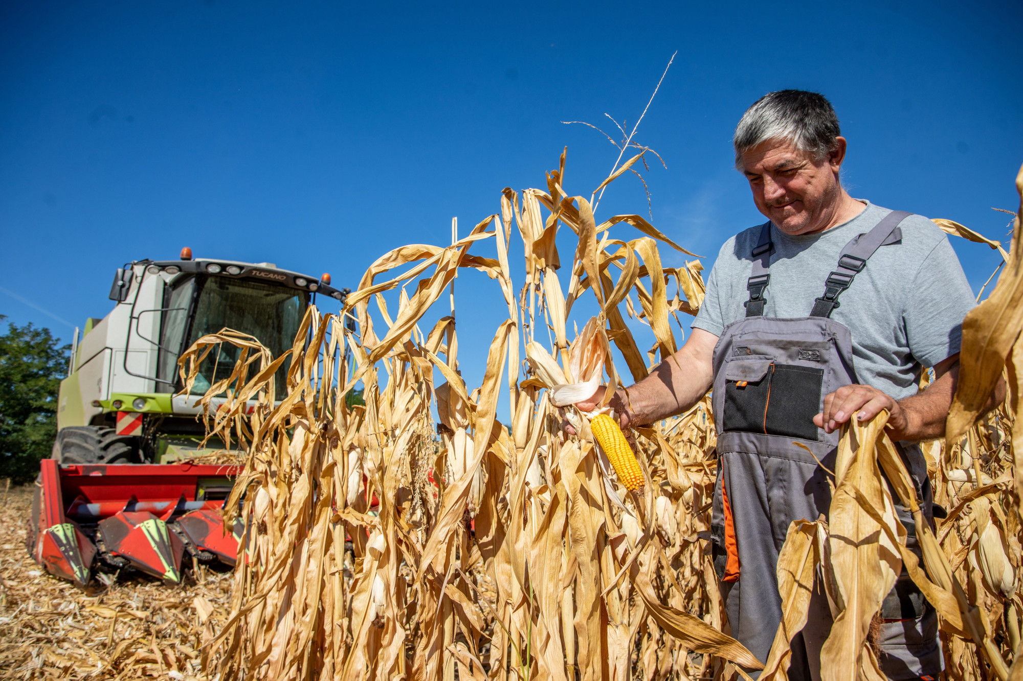 50 éves mélypontra került a magyar kukoricatermelés, és csak a gazdákon múlik, hogy túlélik-e a klímaváltozást