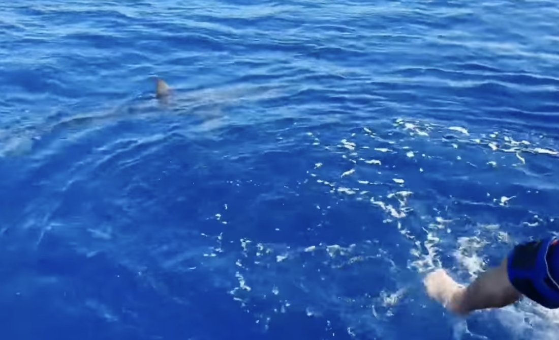 Cápavideó: gyanútlanul lógatta a vízbe a lábát a montenegrói horgász Kotor közelében, miközben egy ritka, különösen veszélyes cápa úszkált alatta
