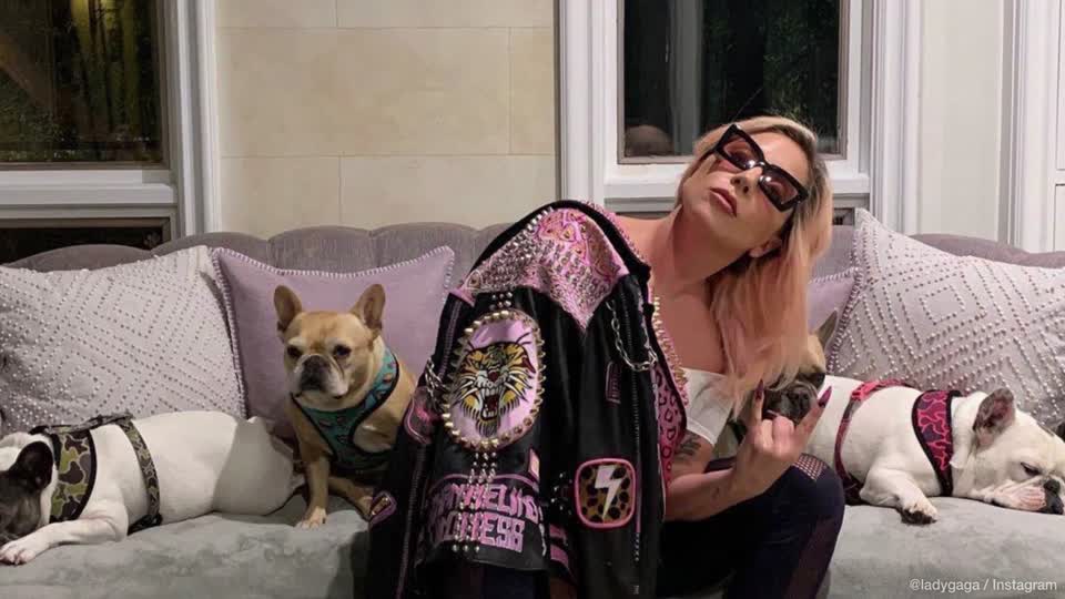 Lady Gaga és a bulldogjai