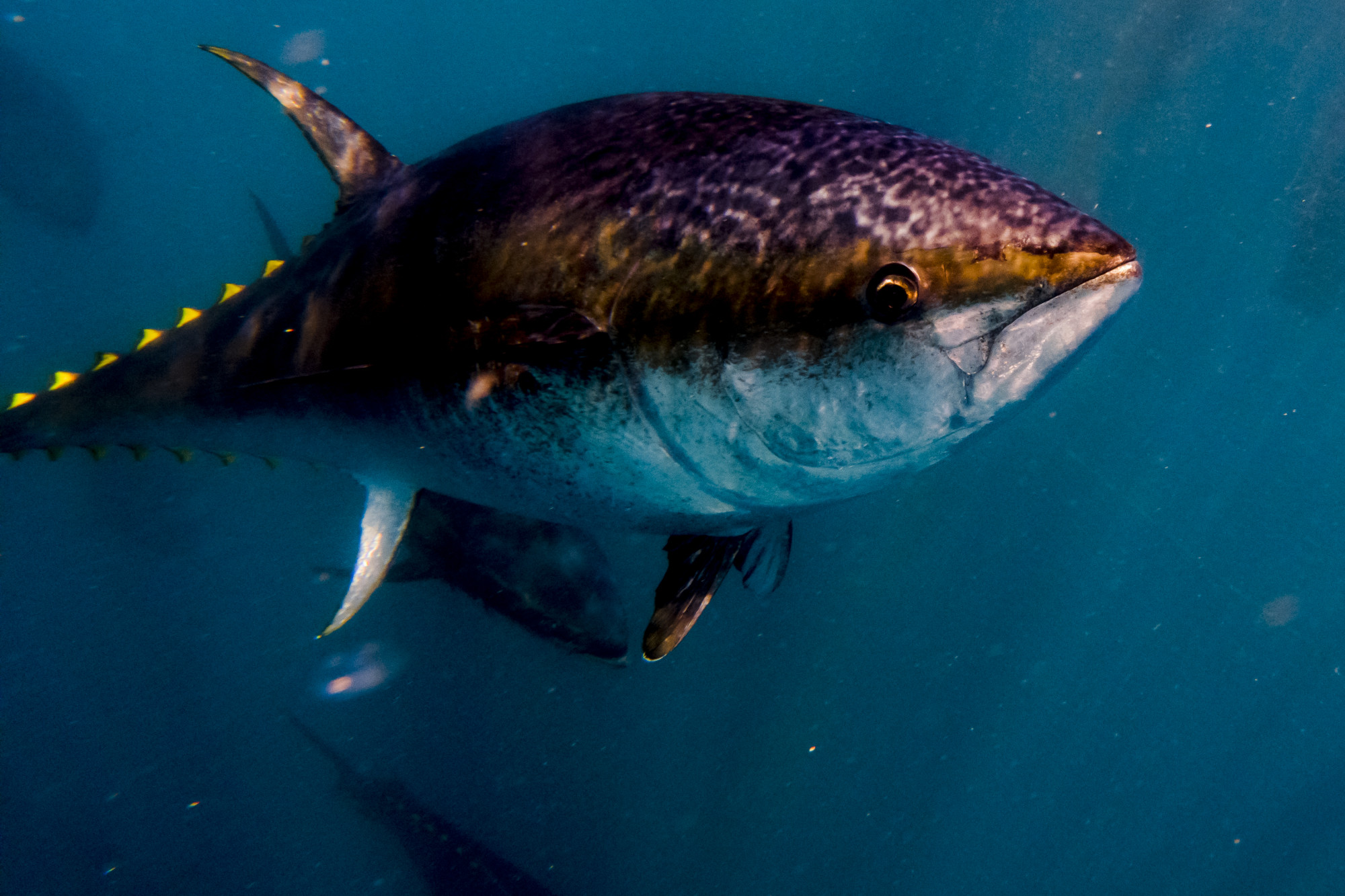 Kiderült, hogy mit keresett egy kékúszójú tonhal a birminghami autópályán