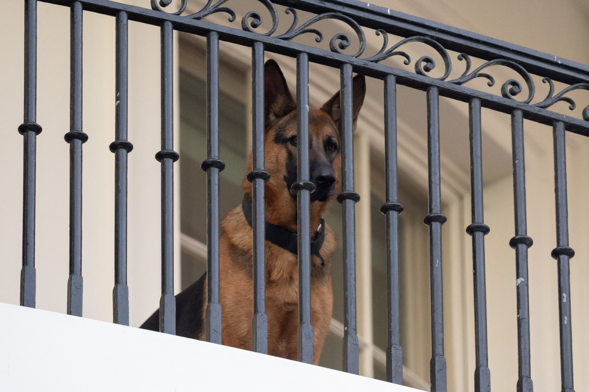 Több mint hússzor harapta meg a titkosszolgálat ügynökeit Biden kutyája