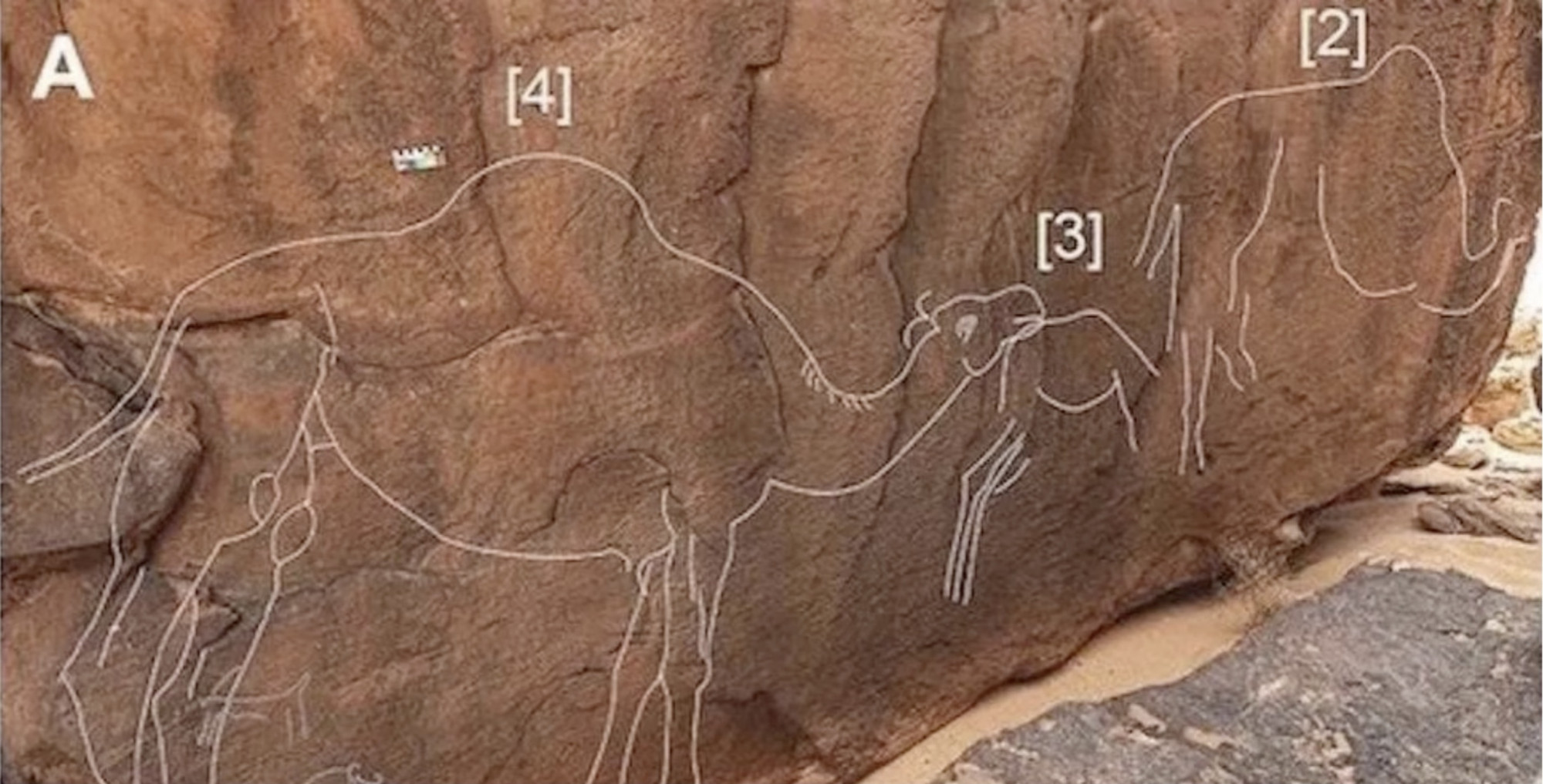 Párzásra kész tevéket ábrázoló, több ezer éves sziklarajzokra bukkantak Szaúd-Arábiában