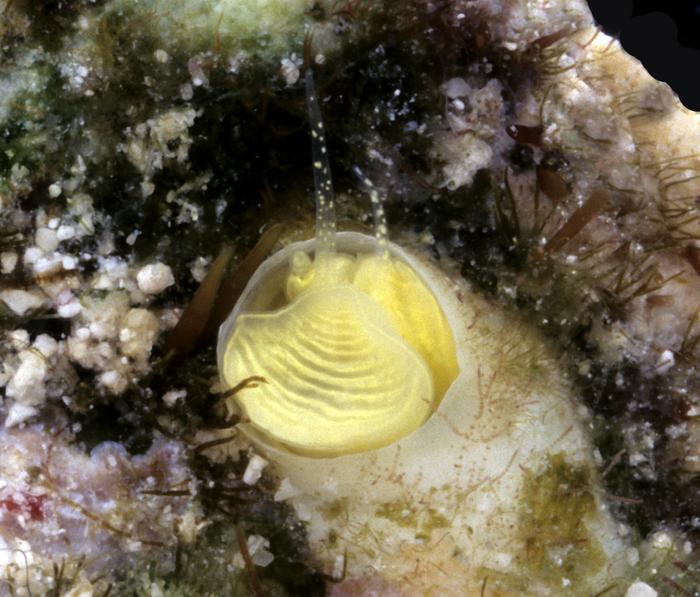 Káprázatos új tengeri csigafajt azonosítottak a floridai partoknál