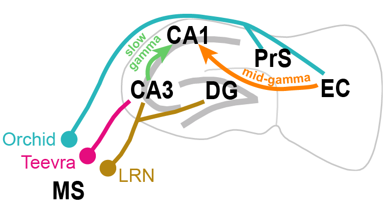 Az indirekt szepto-hippokampális útvonalak sematikus ábrája, amelyek részt vesznek a thétába ágyazott gamma oszcillációk vezérlésében, összekötve a mediális szeptumot a hippokampusz CA1 területével az entorhinális kérgen (memória tárolás) és a hippokampusz CA3 területén (memória előhívás) keresztül.
