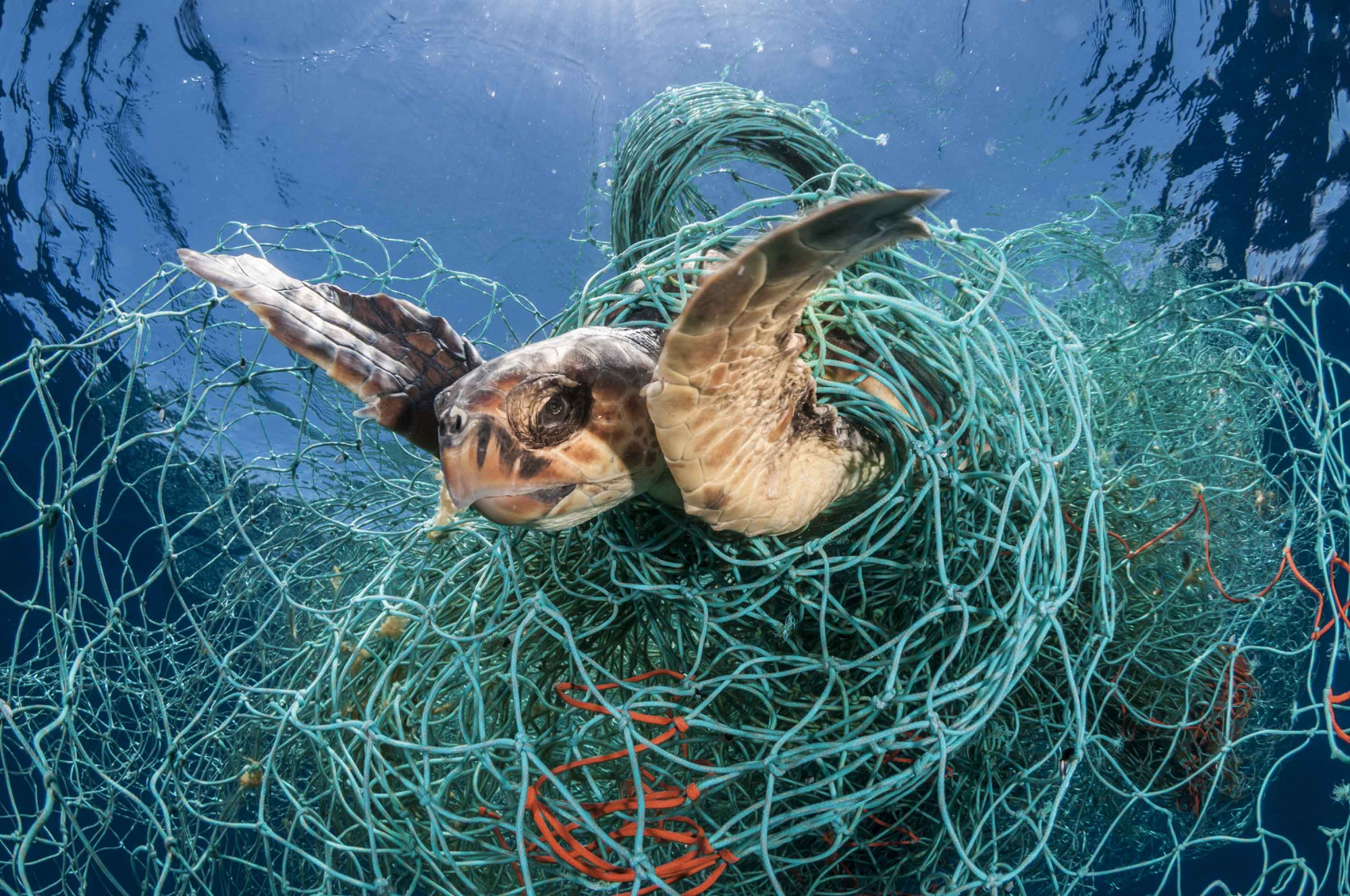 A WWF fotóján a Baleár-szigetek partjainál halászháló fogságába került álcserepesteknős látható
