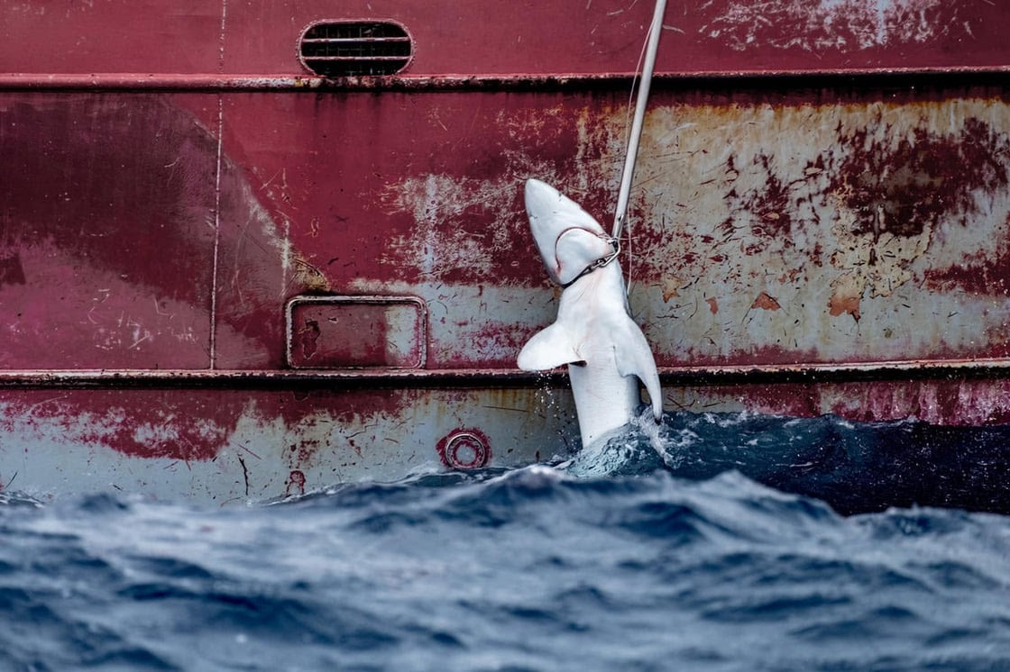 A Greenpeace szerint még a kutatókat is meglepte, hogy mekkora veszélyben vannak a tengerek