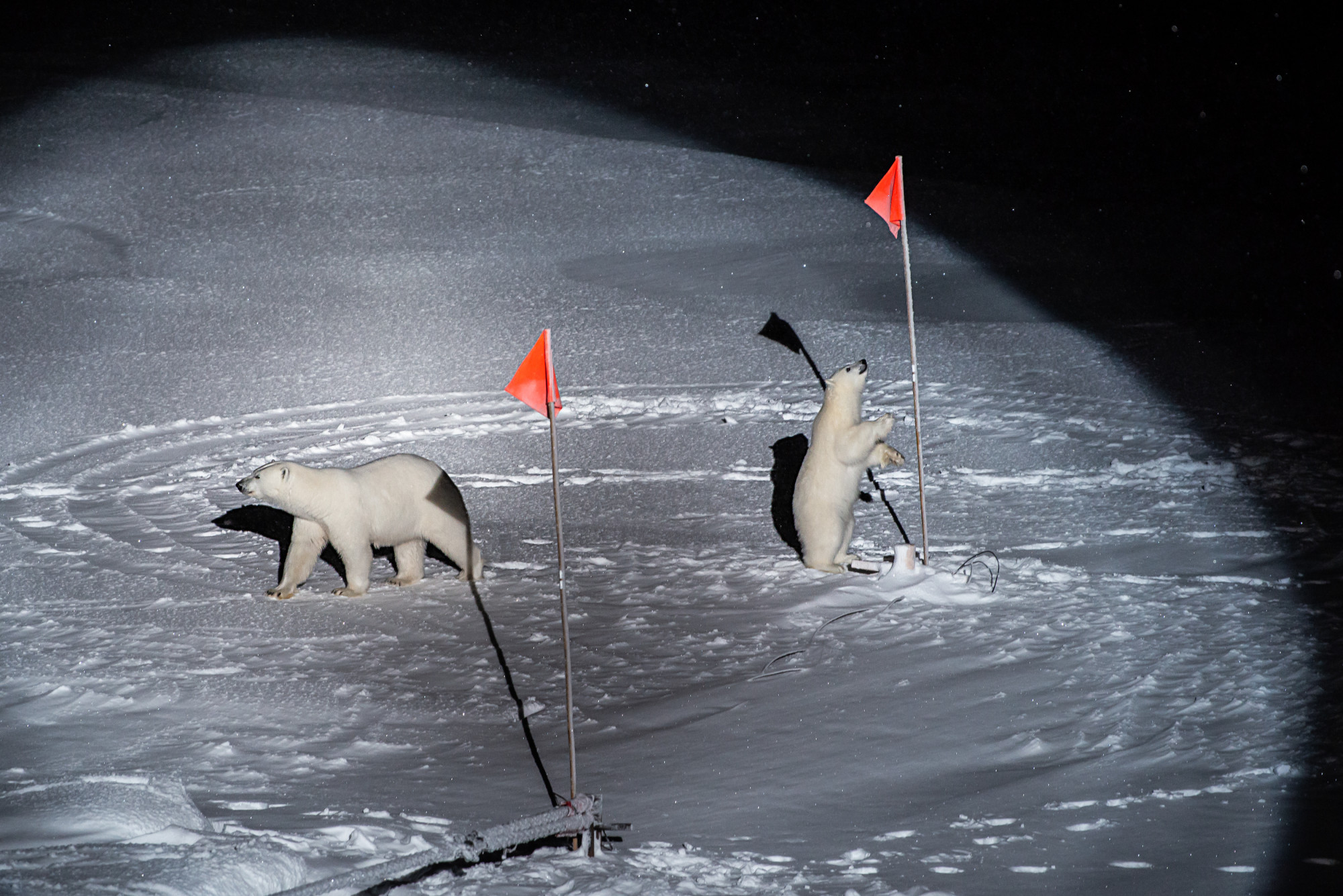 Egy nőstény jegesmedve és bocsa a Polarstern reflektorfényében. A medvék a jégtáblákon elhelyezett felszerelést és a zászlókat nézegették. Az expedíció első 3 hónapjában 9 alkalommal találkozott jegesmedvékkel a csapat. (a fotó Esther Horvath Word Press Photo díjas képe)