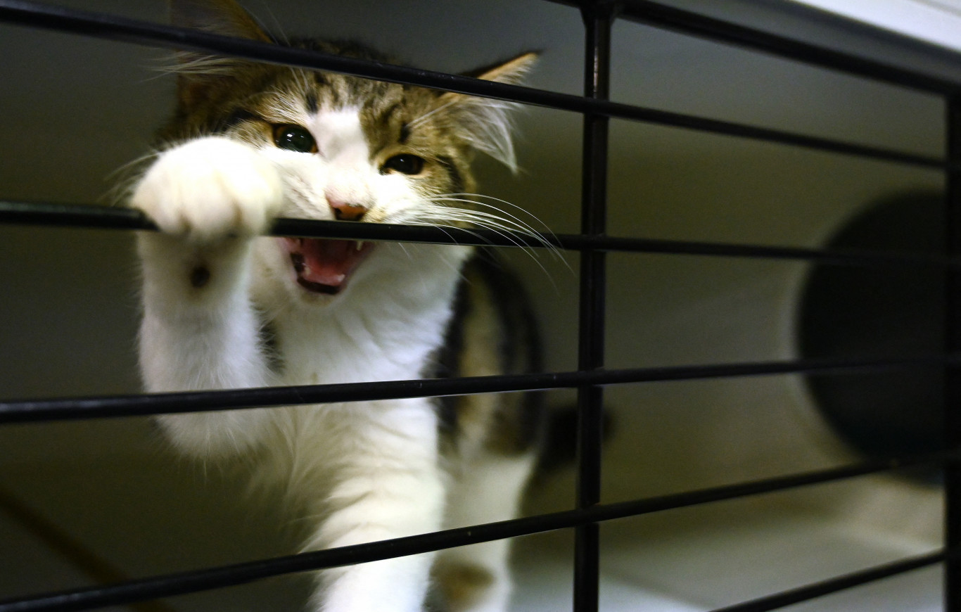 Új-Zéland kiirtaná az összes kóbor macskát az országban