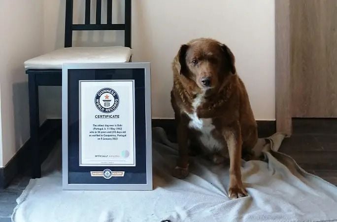 31 éves és 165 napos korában elhunyt Bobi, a világ legöregebb kutyája
