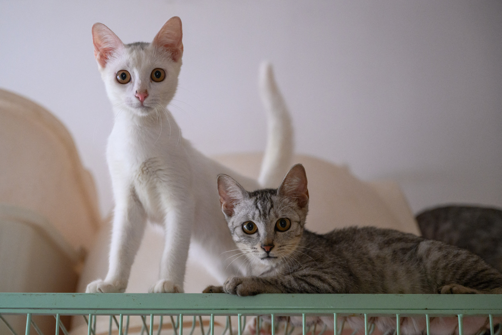 Ezer macskát mentettek meg egy illegális kínai vágóhídnál