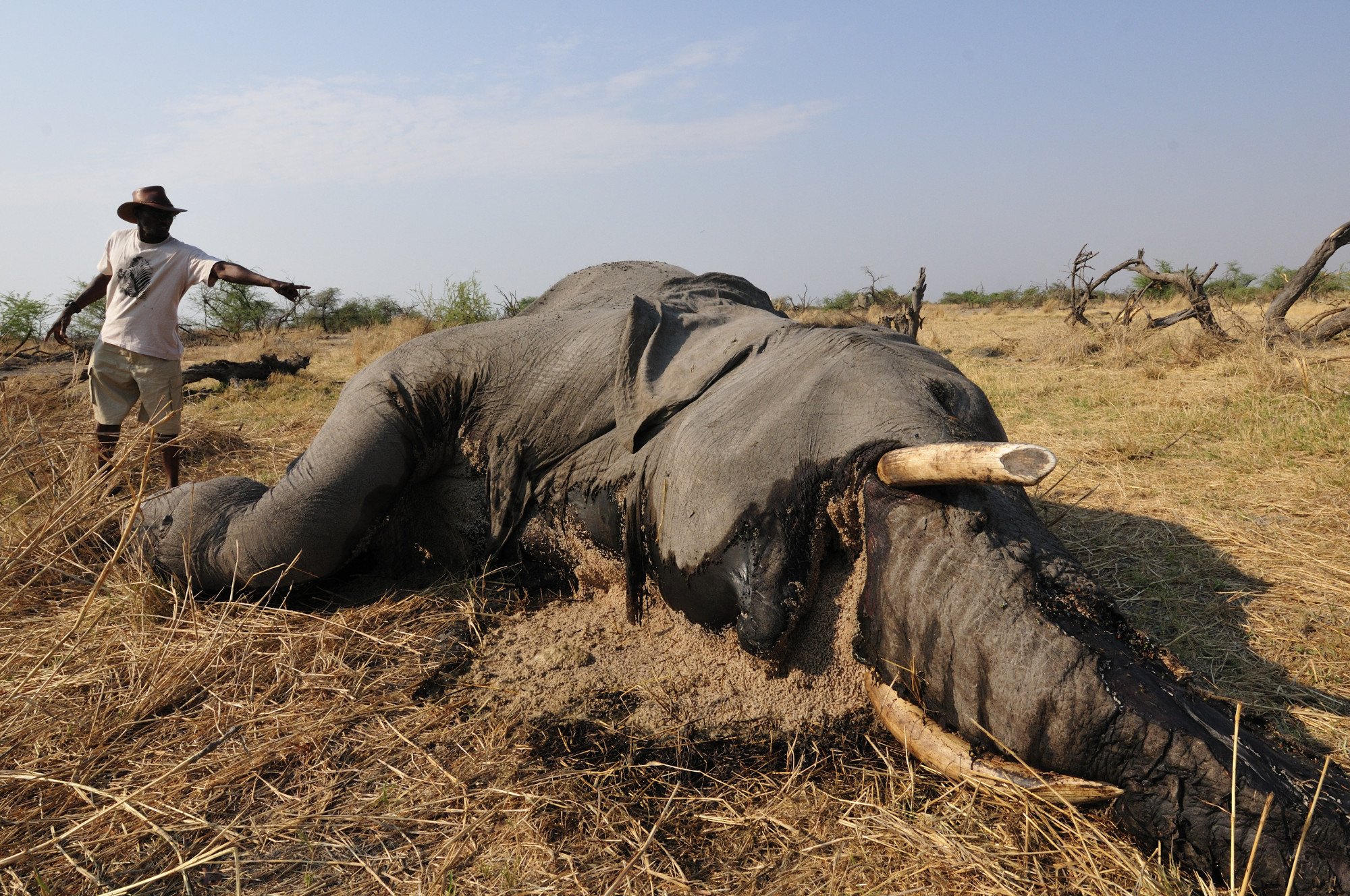 Kiderült mitől pusztultak tömegesen a botswanai elefántok