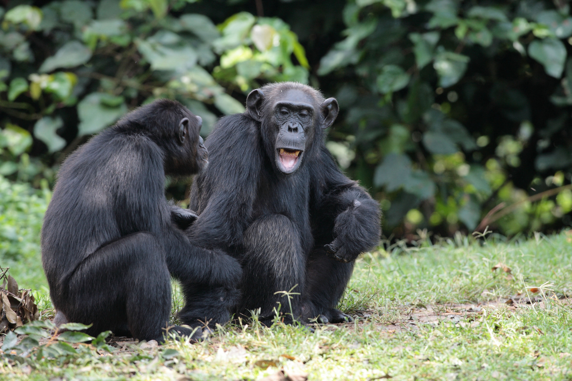 A csimpánzok az emberekhez hasonló hosszú életet élnek a menopauza után