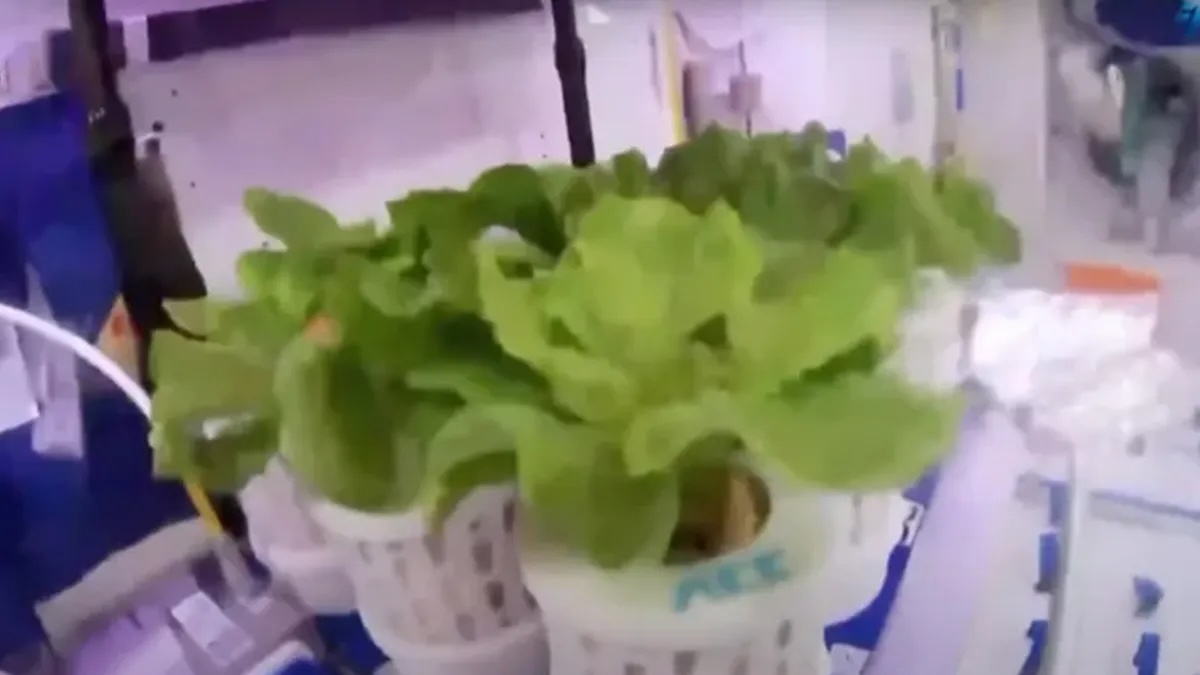 Salátát és paradicsomot termesztettek a kínai űrállomáson, a Mennyei Palotában