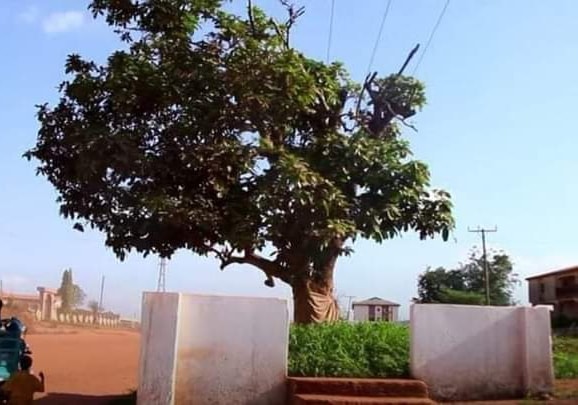 Háromszáz éves fát sirat Ghána