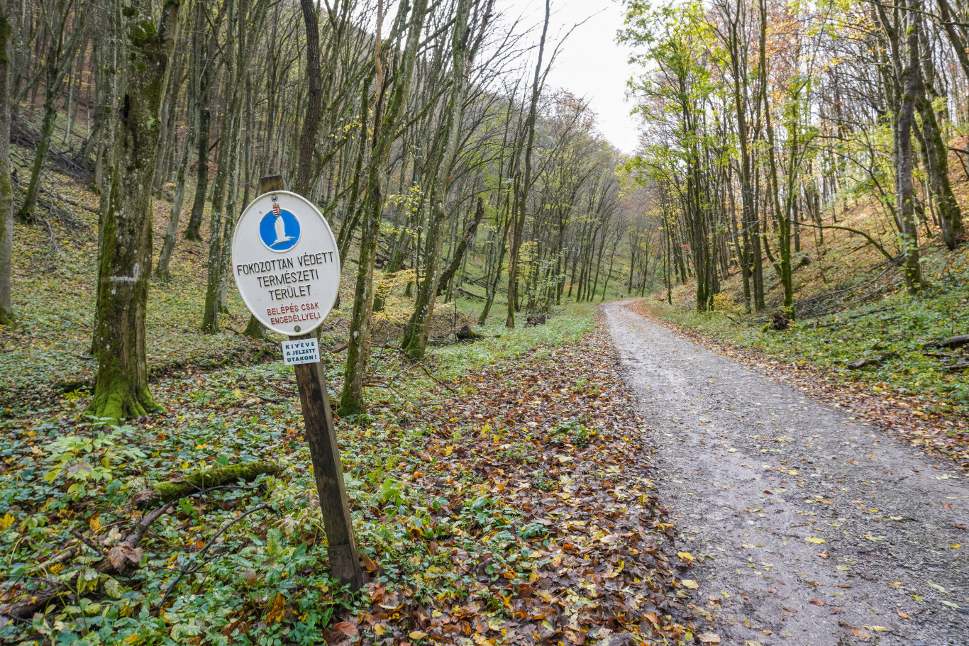 Vadász lőtt meg egy kirándulót a Bükkben