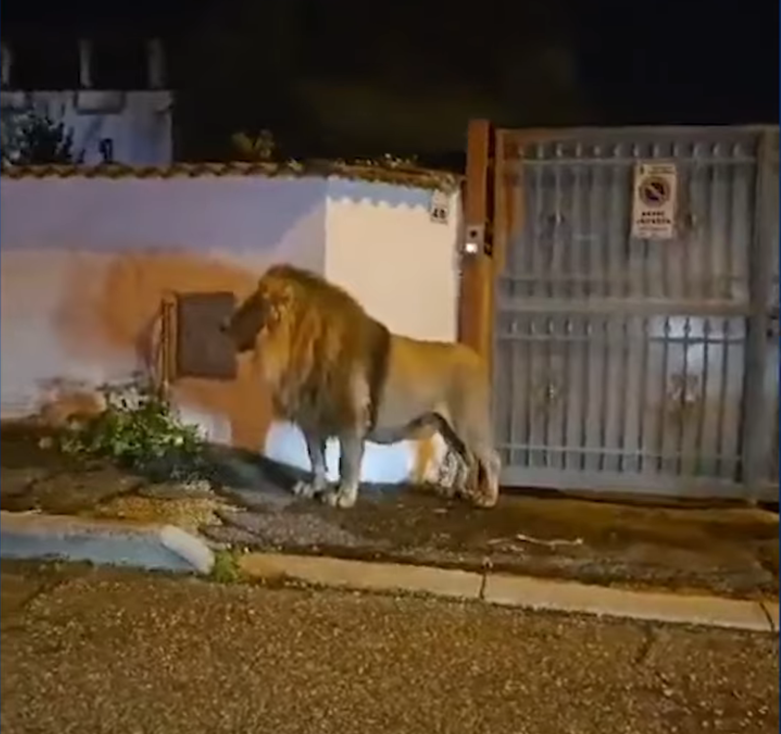 Órákig lófrált egy olasz város utcáin egy cirkuszból szökött oroszlán