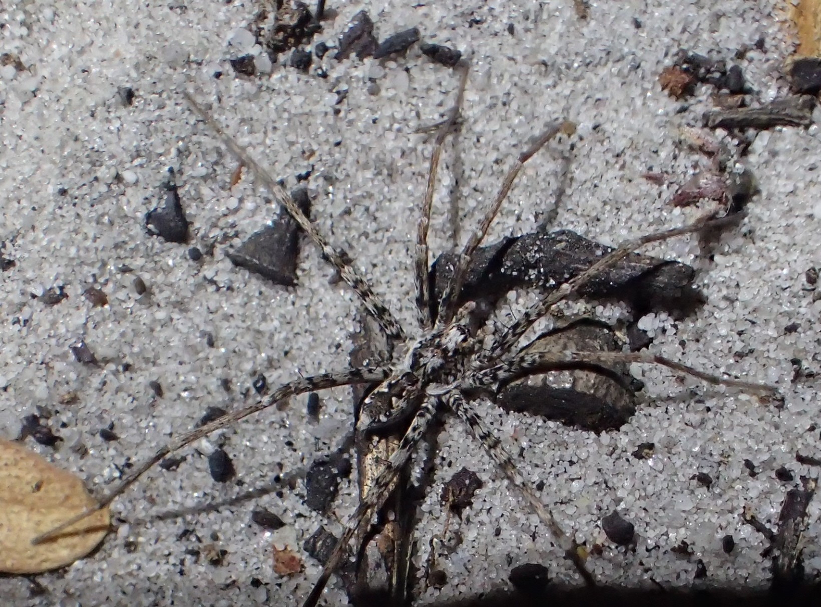 48 új pókfajt találtak Ausztráliában