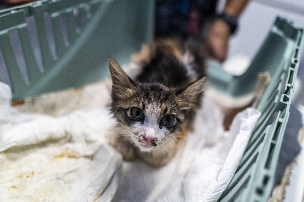 Több ezer macskát pusztított el egy eddig ismeretlen koronavírus Cipruson, de kell-e tőle tartanunk Magyarországon?