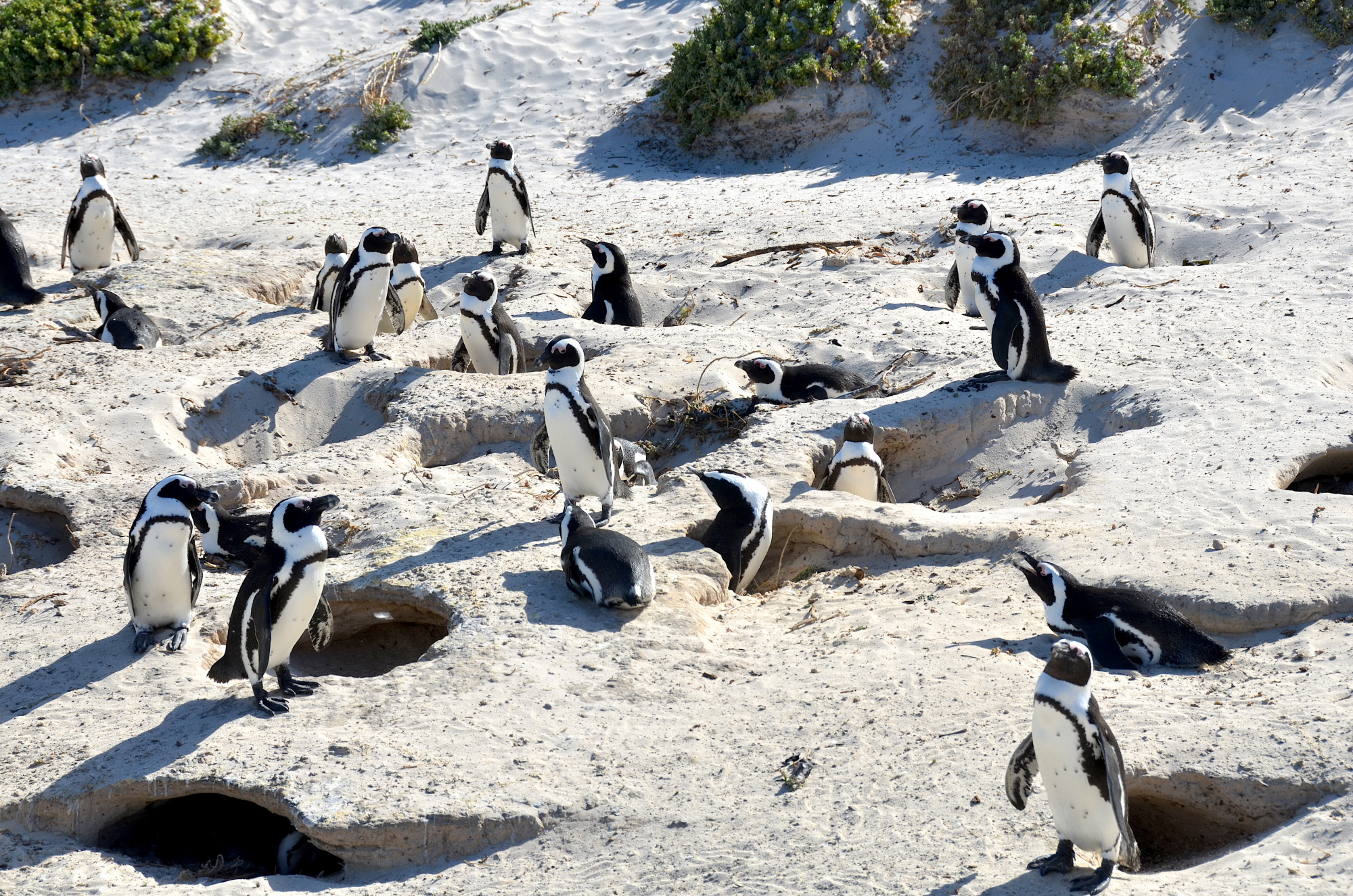 A dél-afrikai Boulders Beach pápaszemes pingvinje 2017-ben
