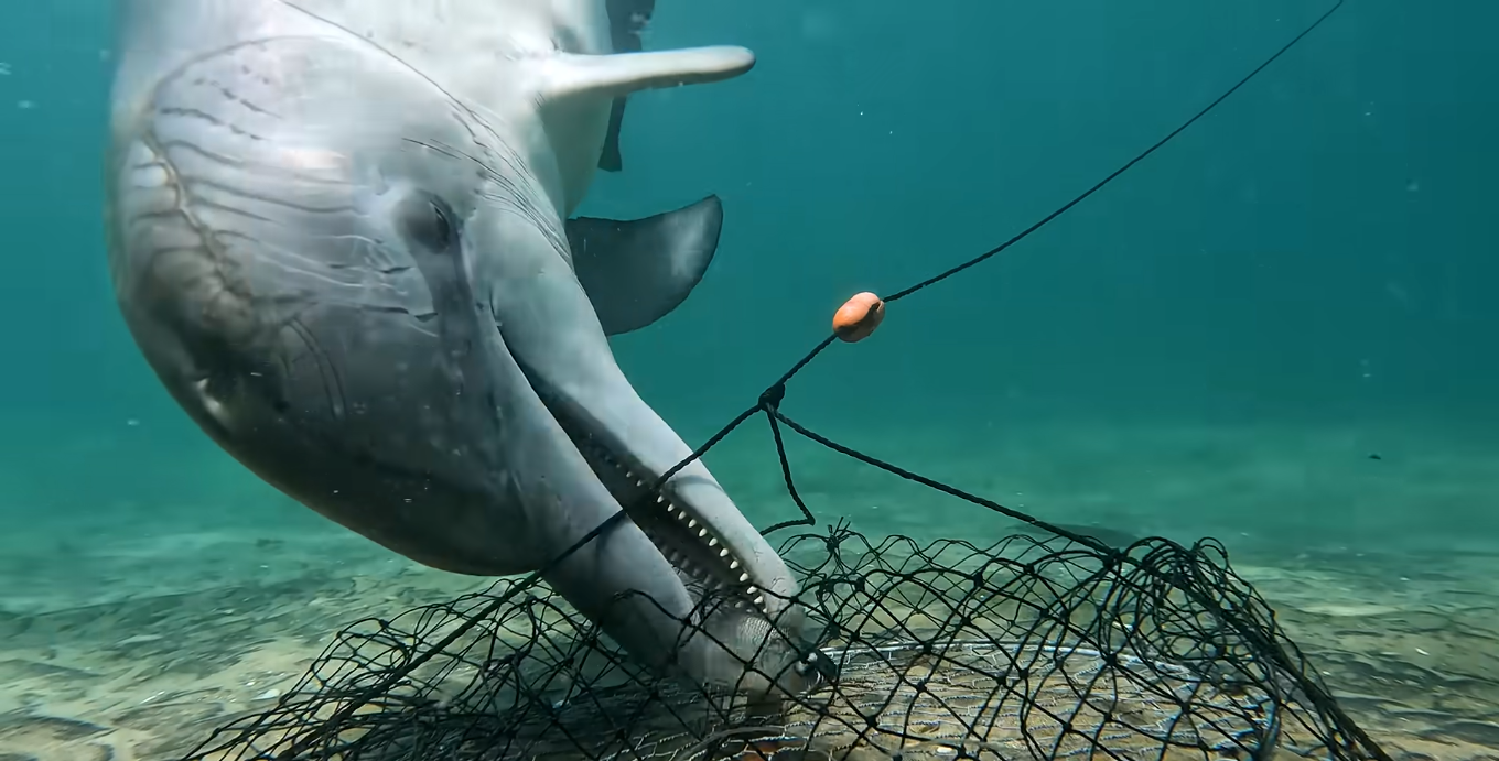 Videóra vették a csalitolvaj delfinek trükkjeit