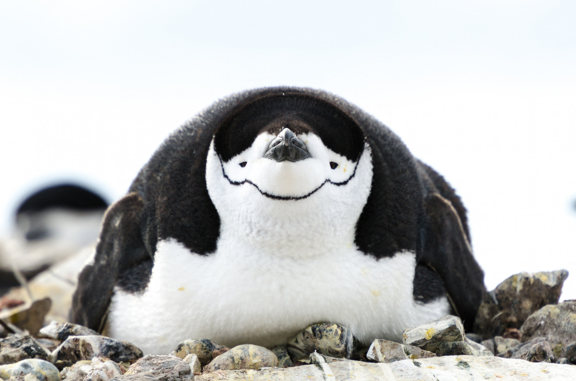 Tojásán ülő állszíjas pingvin költés közben