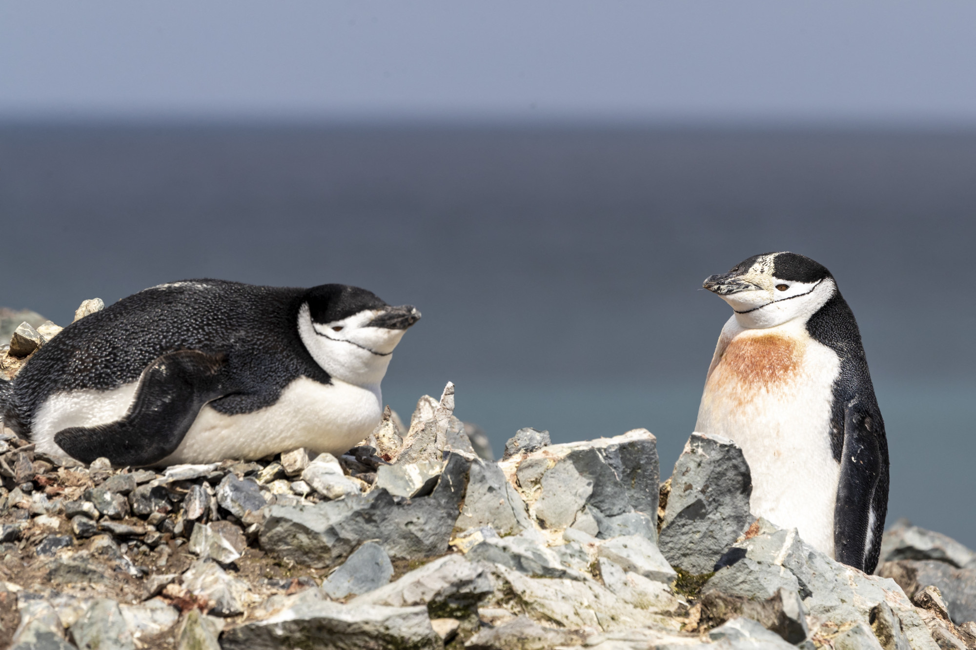 Két állszíjas pingvin az antarktiszi Robert-szigeten