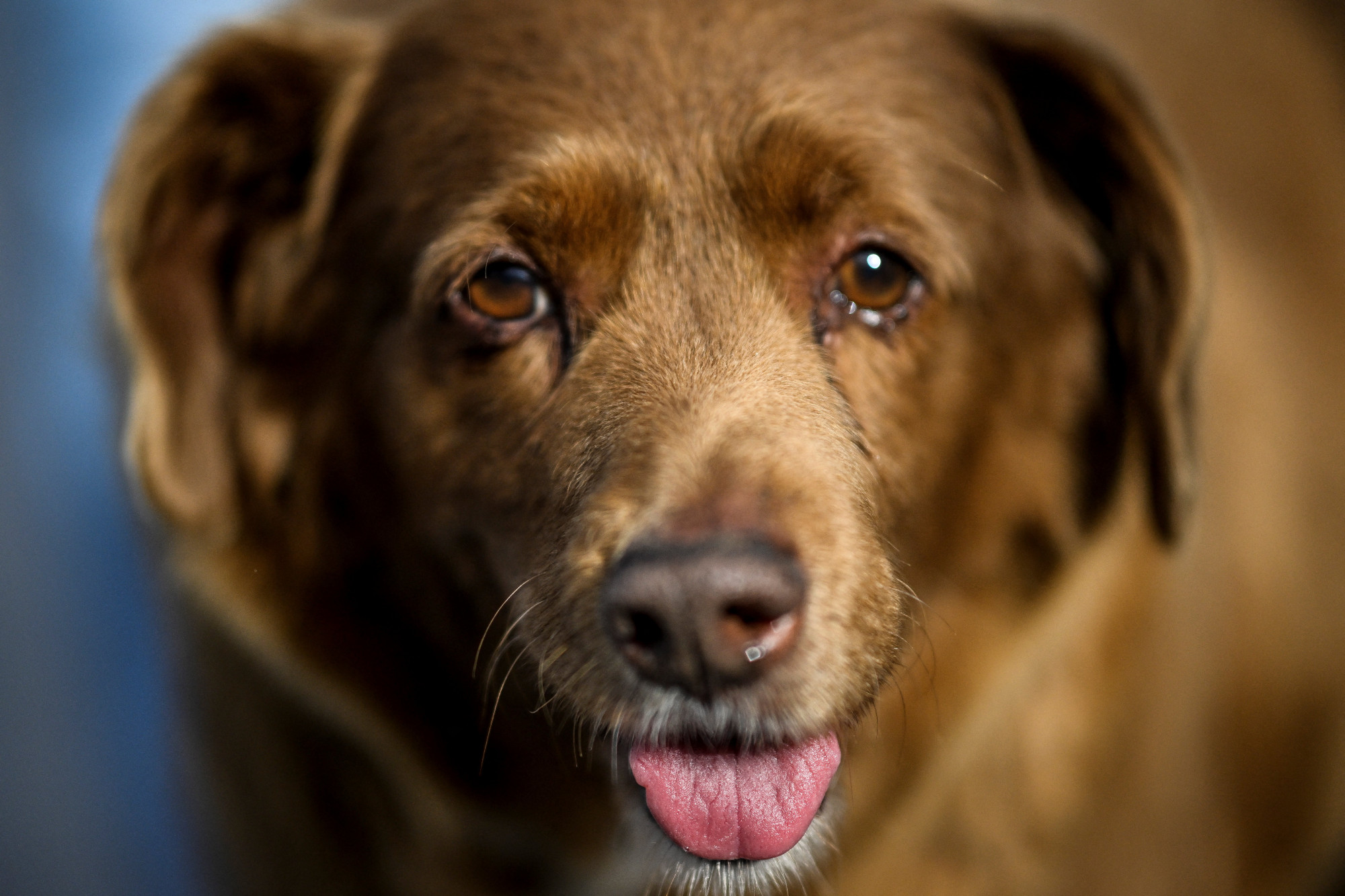 A kutyák élettartamát meghosszabbító gyógyszert tesztelnek az USA-ban