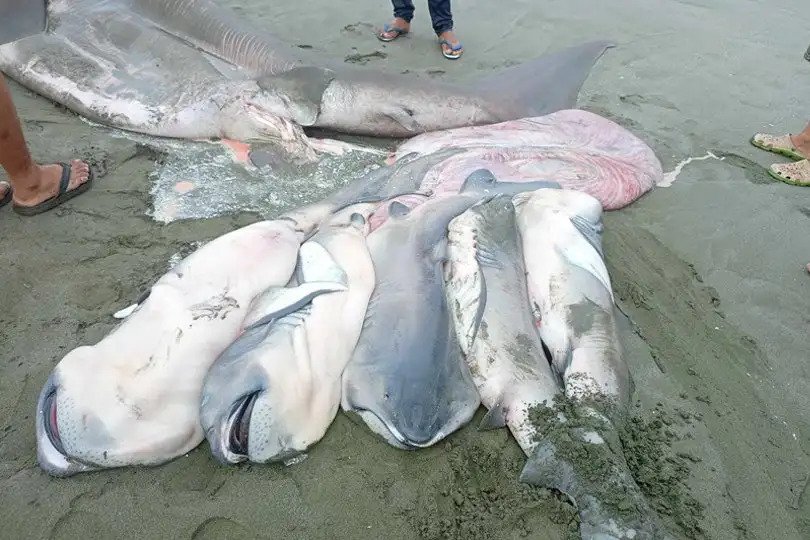 Terhes óriásszájú cápát mosott partra a víz a Fülöp-szigeteken