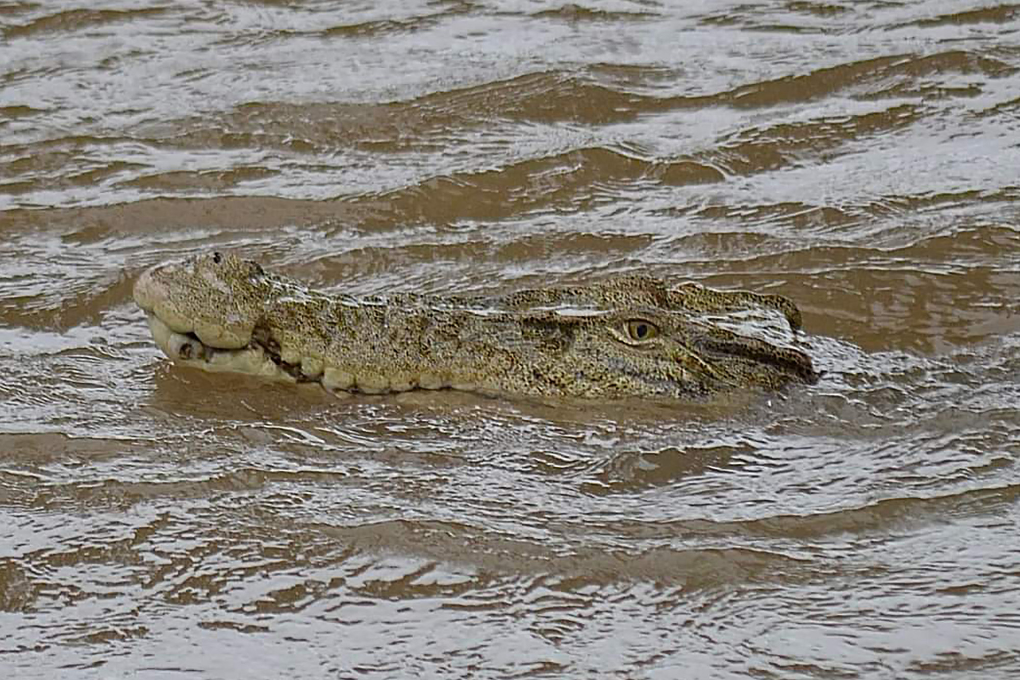 Víz alá került egy reptér, és még krokodilt is láttak az árvíz után Ausztráliában