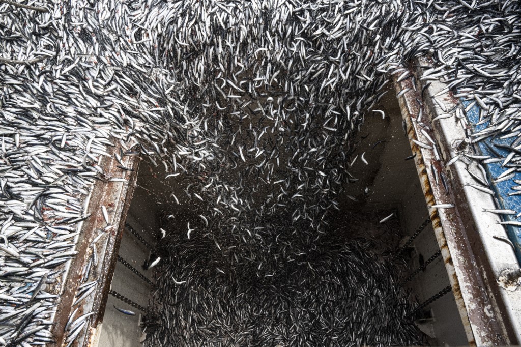 Alaposan megvághatja a halászati bevételeket a felmelegedéshez alkalmazkodó halfajok méretcsökkenése