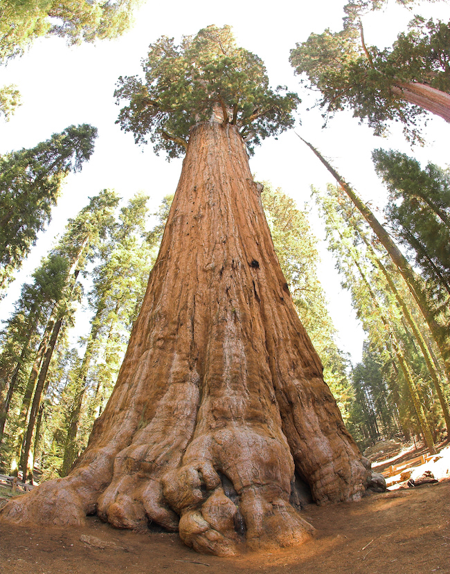 Sherman tábornok a Sequoia Nemzeti Parkban: Térfogatát tekintve a Föld legnagyobb ismert egytörzsű élő fája.