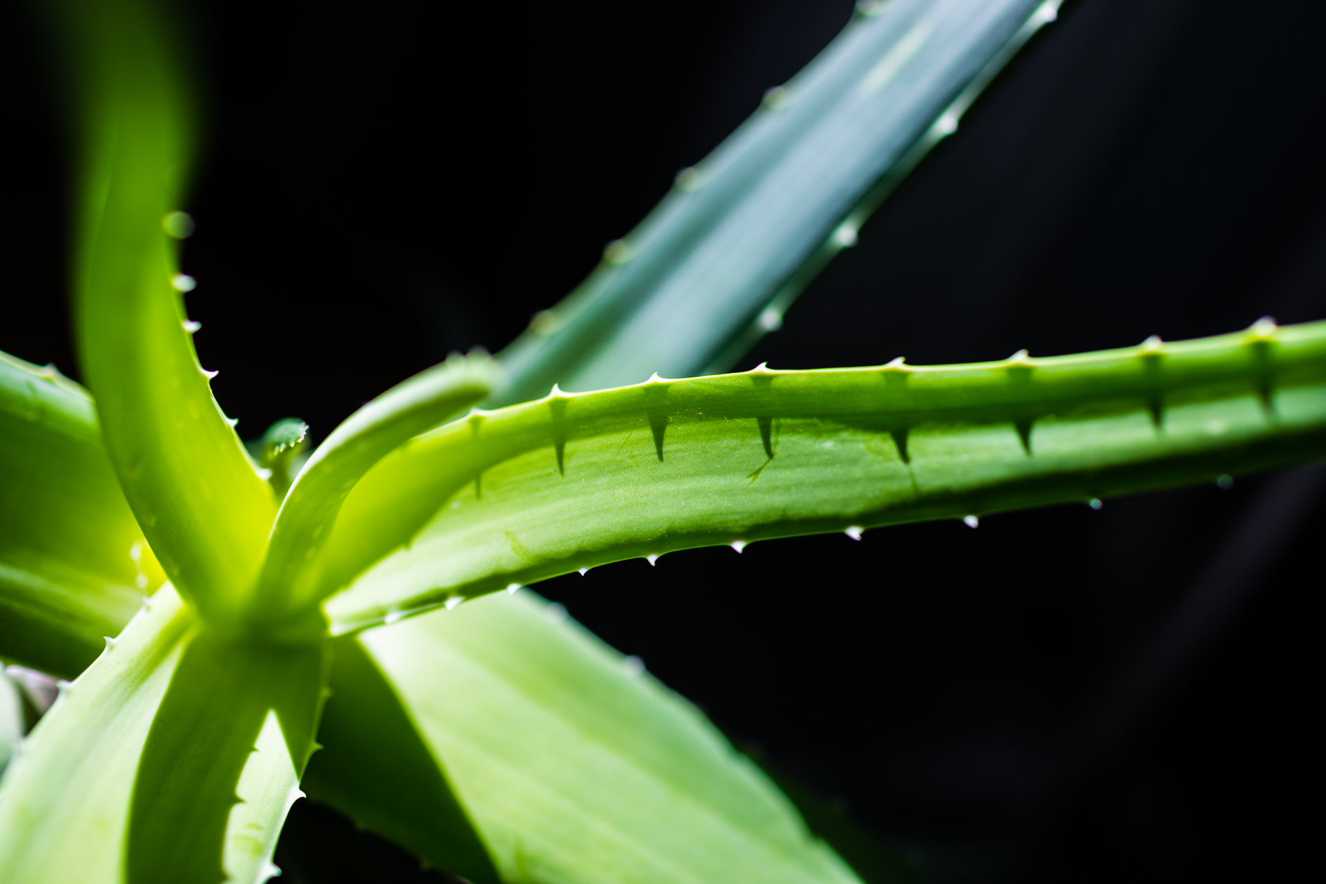 Akkumulátorként újulhat meg a gyógyászatból kikopott Aloe vera
