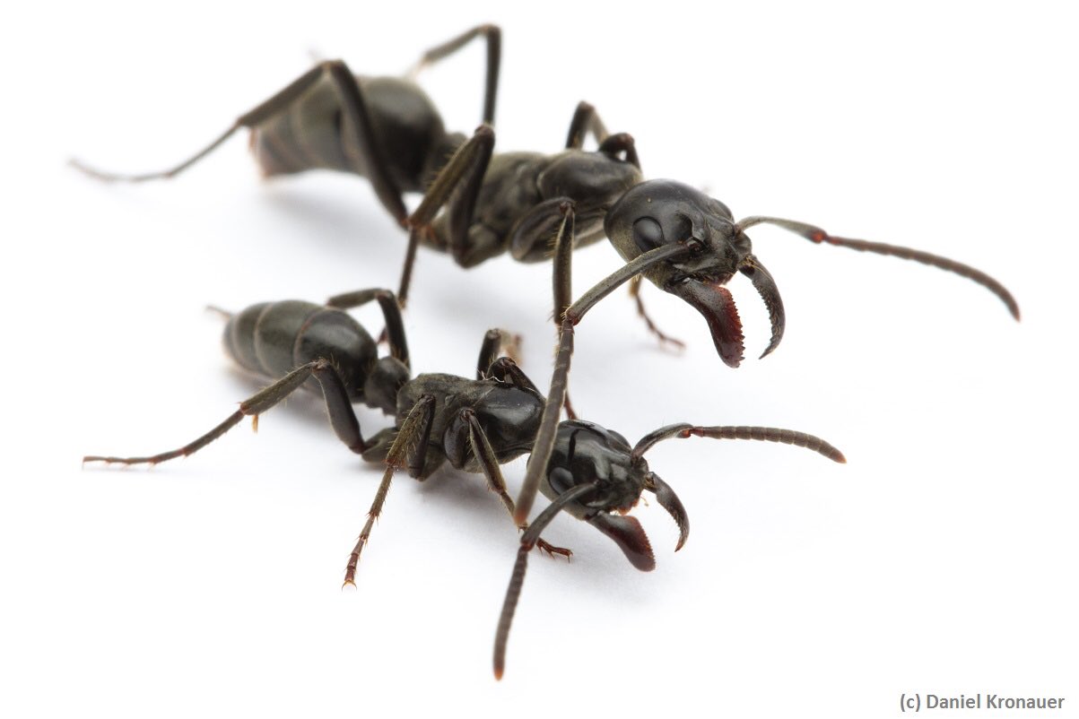 Diagnosztizálják és kezelik társaik elfertőződött sebeit az afrikai Matabele hangyák