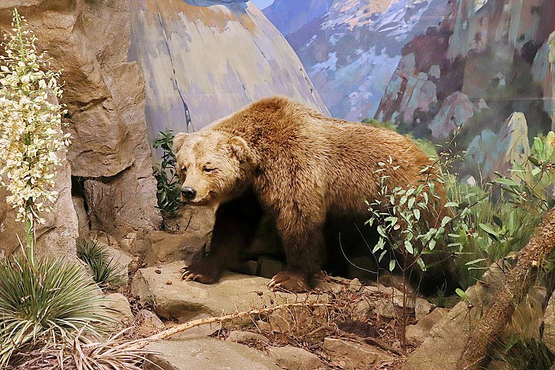 Az európaiak kapatták rá a húsevésre a mára kihalt kaliforniai grizzlyt