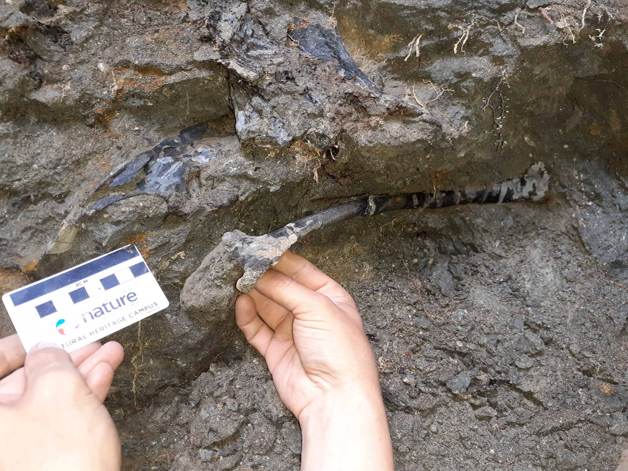 Dinoszaurusz-csontvázakat találtak Erdélyben