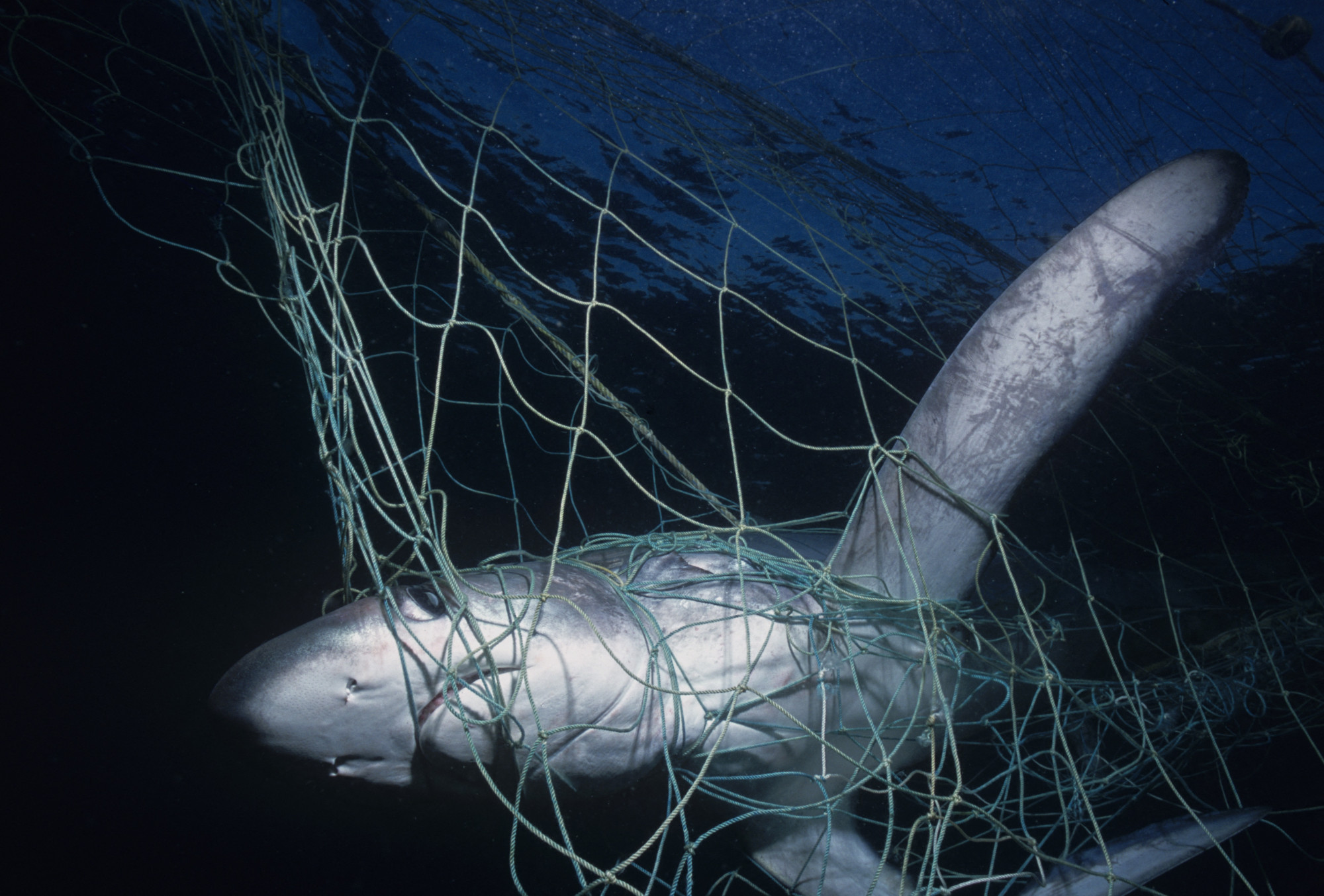 Évente 80 millió áldozata van a globális cápakereskedelemnek