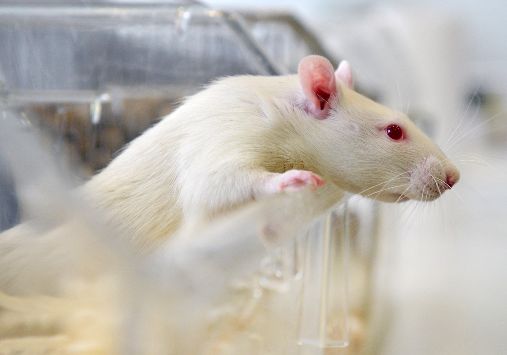 A patkányok is képesek felhasználni az epizodikus memóriájukat a problémamegoldásban