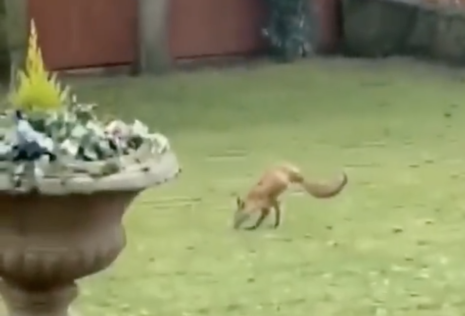 Nem kamu a videó a két lábbal élő angol rókáról