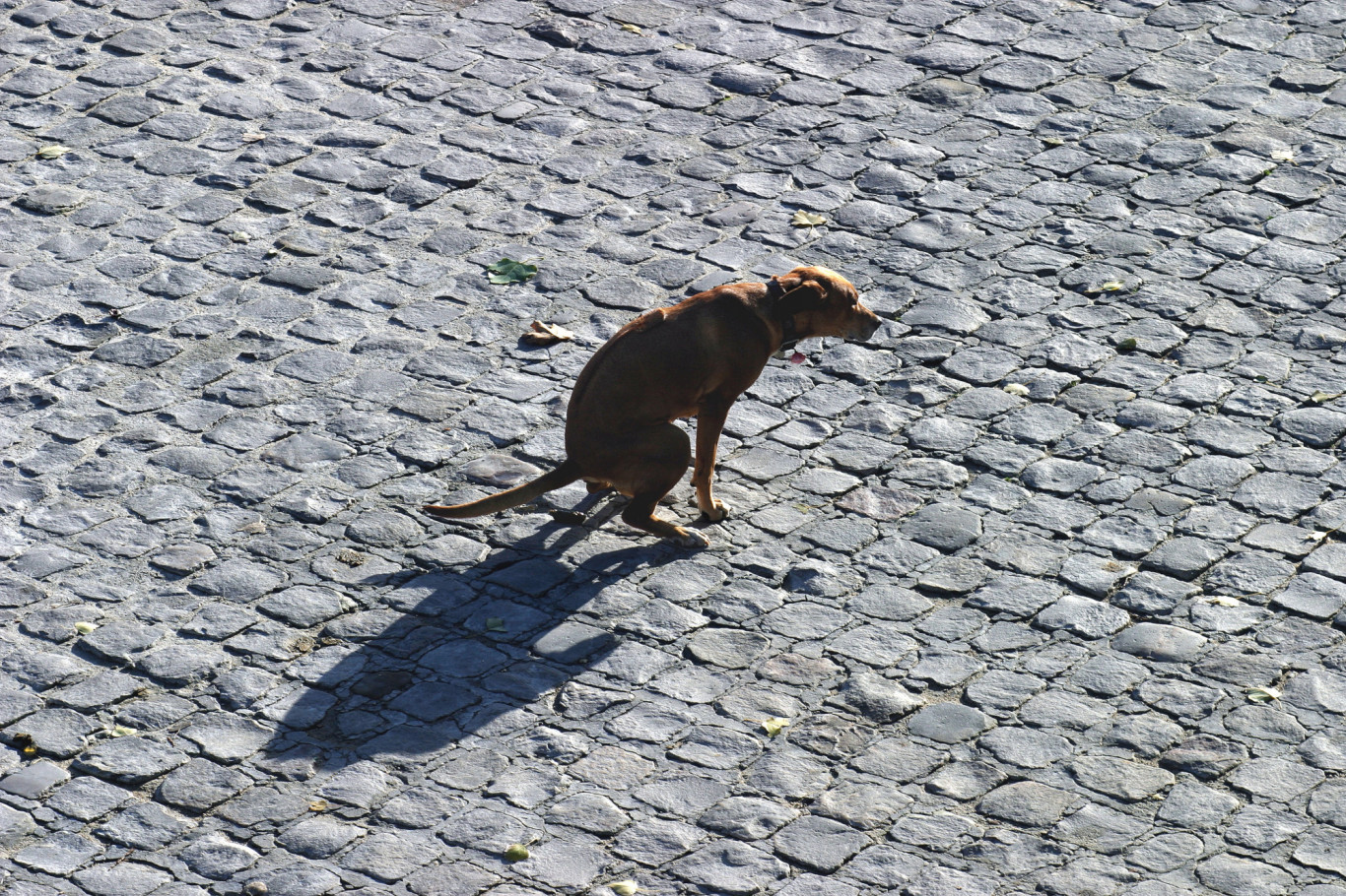 DNS-teszttel erednek a hanyag kutyaszaratók nyomába Bolzanóban