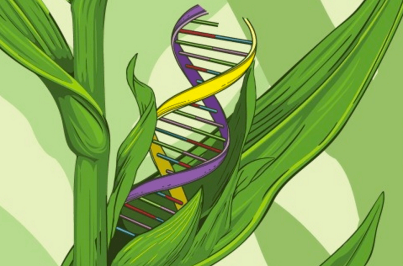 35 Nobel-díjas tudós kéri az EU-t, hogy lazítsanak a génmódosítás szigorú szabályain