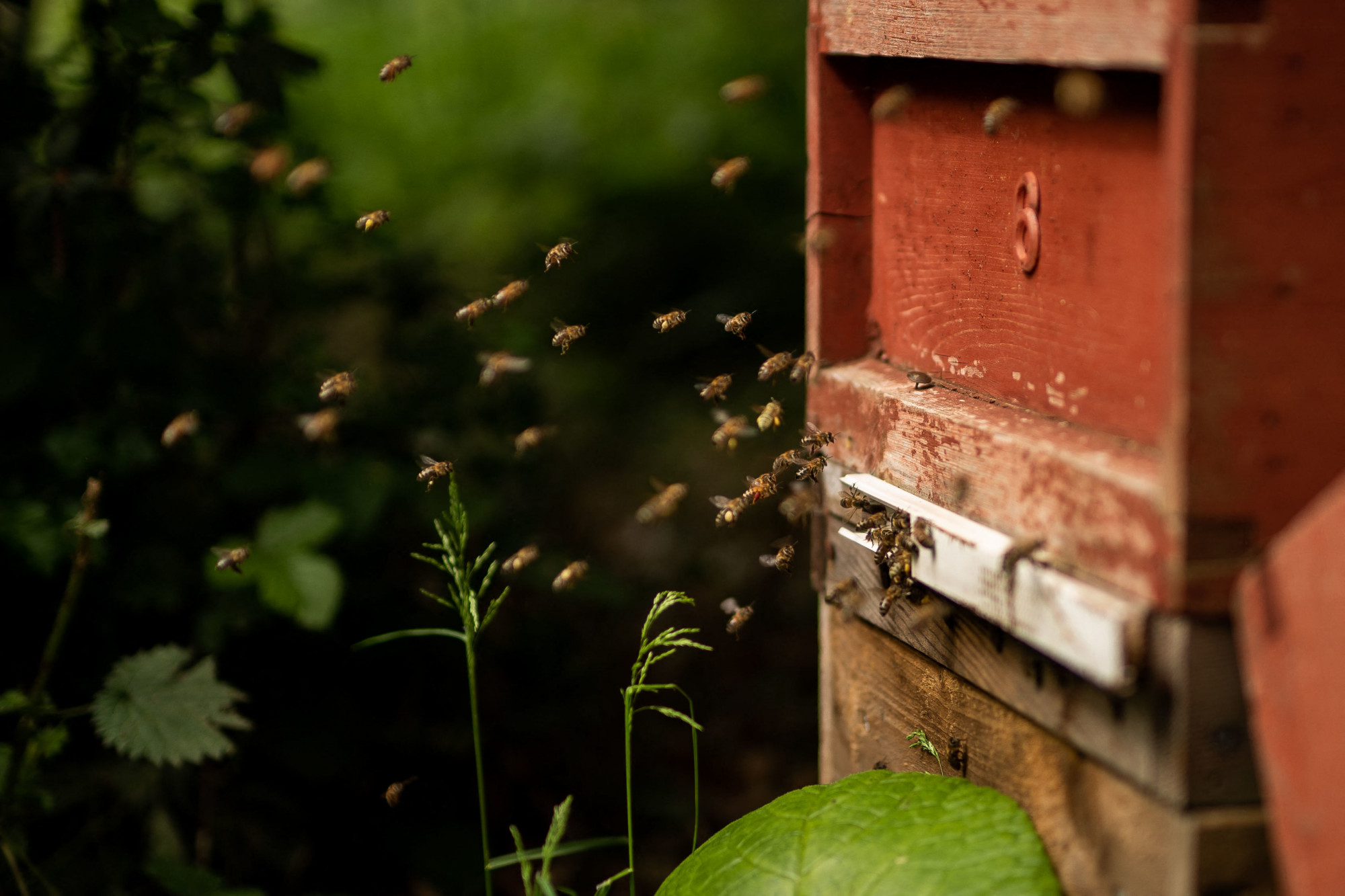 Az egyszer már betiltott méhgyilkos neonikotinoidok ismételt engedélyezése miatt tiltakoznak a brit természetvédők